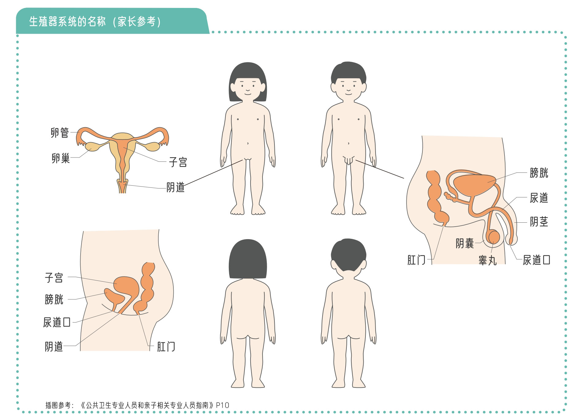 ✍️加餐07-1丨生殖器系统名称及如何清洗[参考插图]（家长可根据孩子年龄和理解调整措辞）